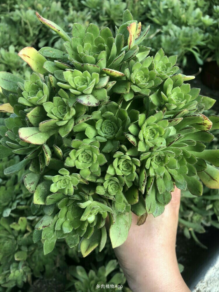 星空·综合体育